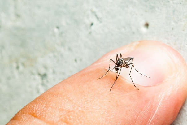 780 Spots in Chabahar Infested with Aedes Mosquito