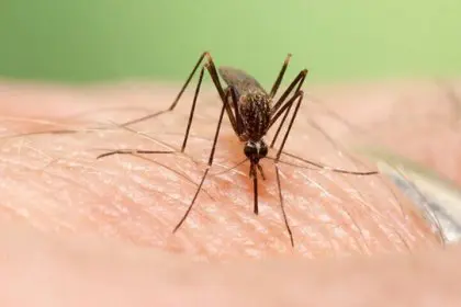 16 Cases of Dengue Fever in Hormozgan