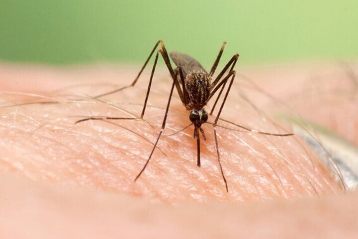 16 cases of dengue fever in Hormozgan