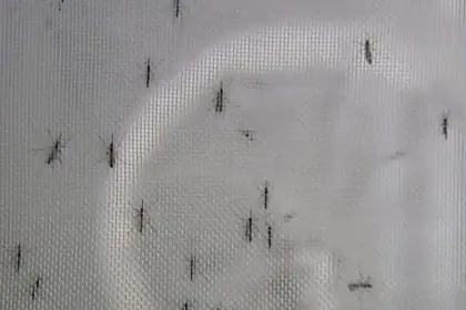 Summer 1403 with Insects and Contagious Diseases
