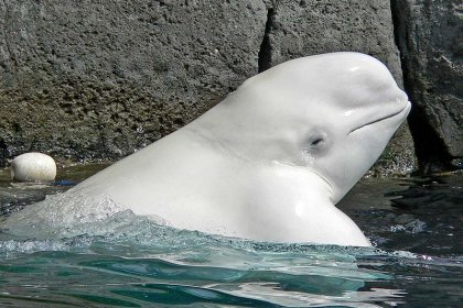 Animal rights defenders killed by gunshot at Beluga white whale blog