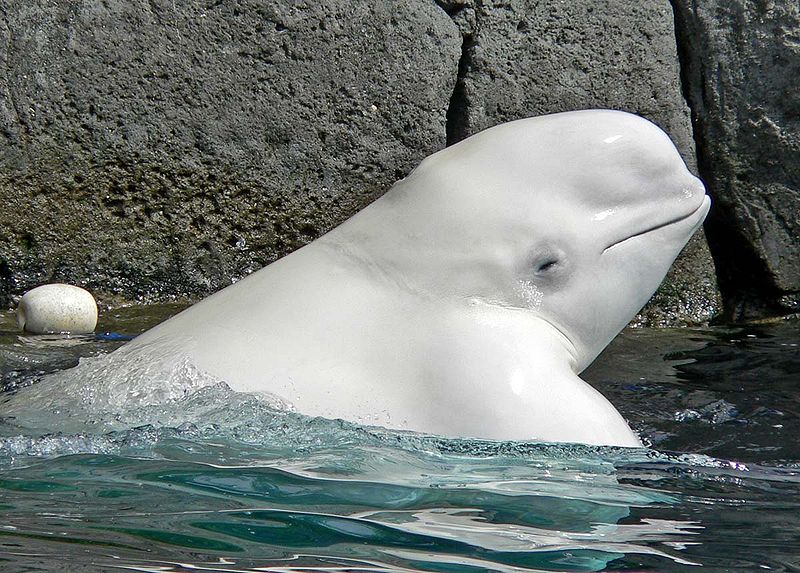 Animal rights defenders killed by gunshot at Beluga white whale blog