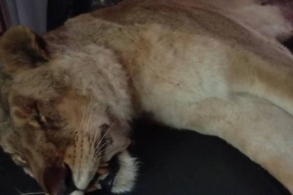 Death of Male Lion in Alimnat Noor Complex