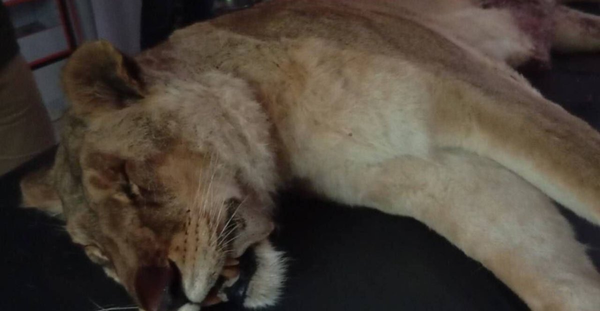 Death of Male Lion in Alimnat Noor Complex