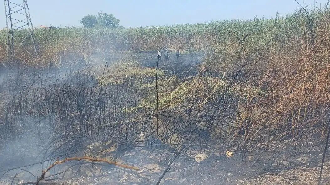 Fire in Part of the Reeds of Anzali Wetland