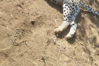 Director General of Qazvin's Environmental Protection: Iranian Leopard in Lower Tarom Shot Dead