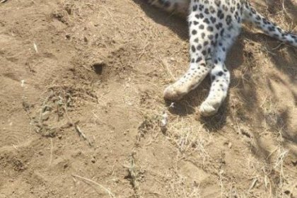 Director General of Qazvin's Environmental Protection: Iranian Leopard in Lower Tarom Shot Dead