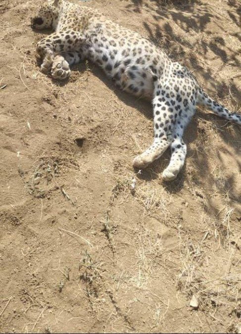 Director General of Qazvin's Environmental Protection: Iranian Leopard in Lower Tarom Shot Dead