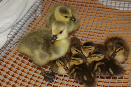 Widespread Reaction to Ducklings Rescue on Karaj Special Road in Social Media