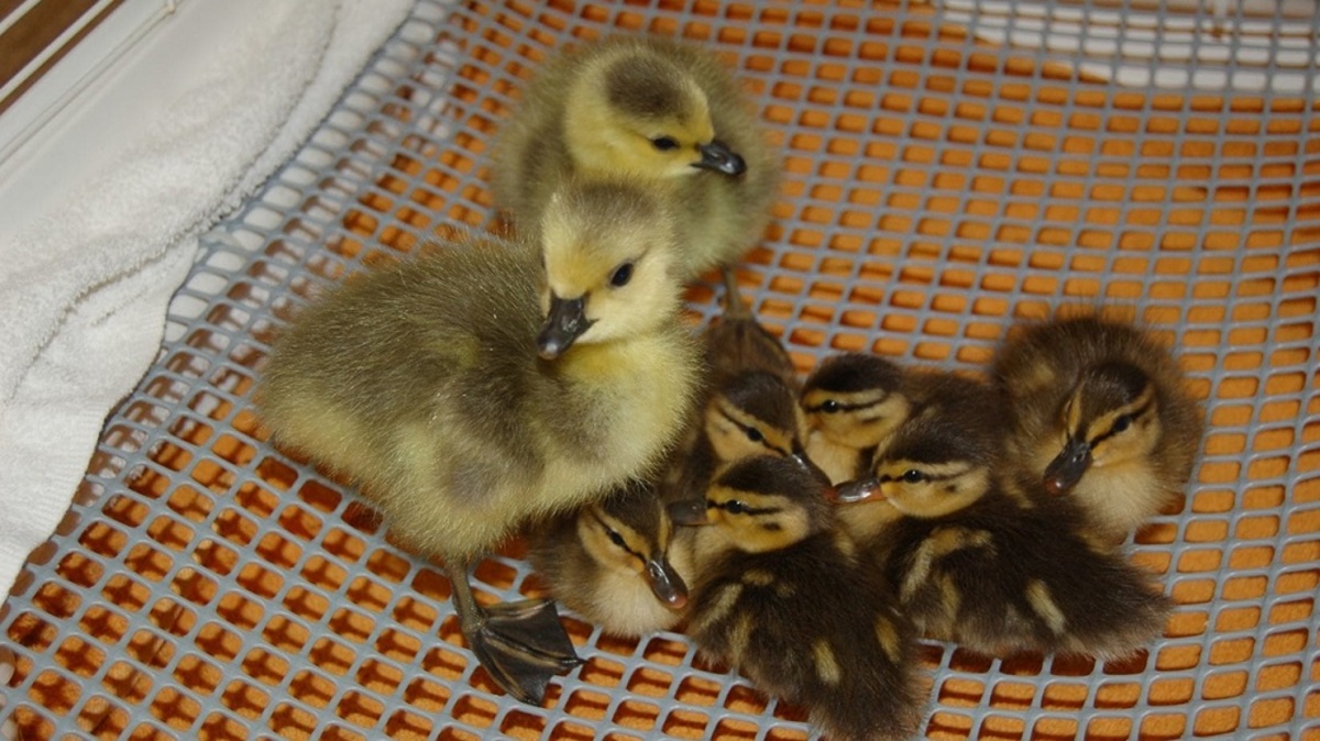 Widespread Reaction to Ducklings Rescue on Karaj Special Road in Social Media