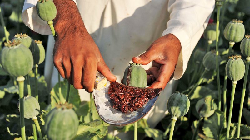Former Deputy Health Minister: 10% of Iranians and 27% of Rafsanjan Residents Use Opium