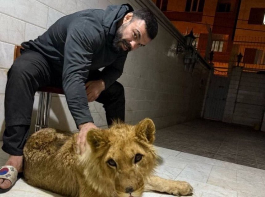 Amir Aliakbari's Lion Cub Died in Tehran's Eram Park Zoo