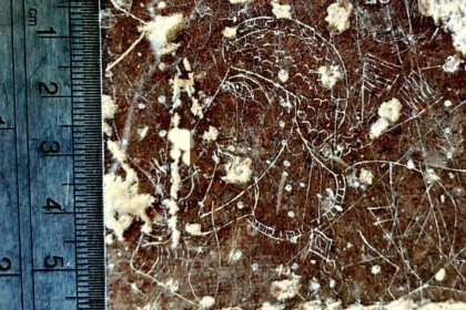 Discovery of the Smallest Sasanian Petroglyph in Marvdasht, Fars