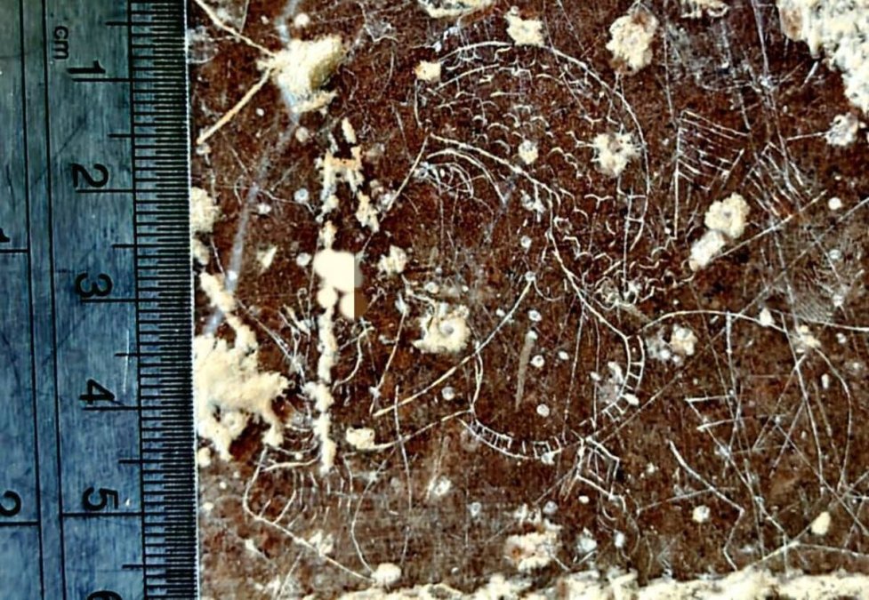 Discovery of the Smallest Sasanian Petroglyph in Marvdasht, Fars
