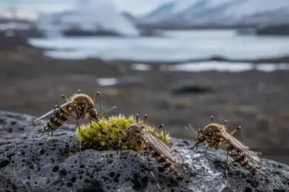 Iceland Witnesses Mosquitoes for the First Time
