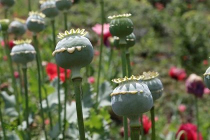 The Attorney General: Poppy Cultivation is Legally Prohibited in Iran