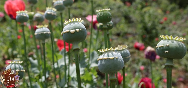 The Attorney General: Poppy Cultivation is Legally Prohibited in Iran