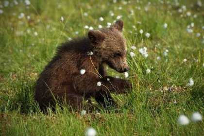 Environmental Organization Admits: Pardisan Bear Cub Still Missing